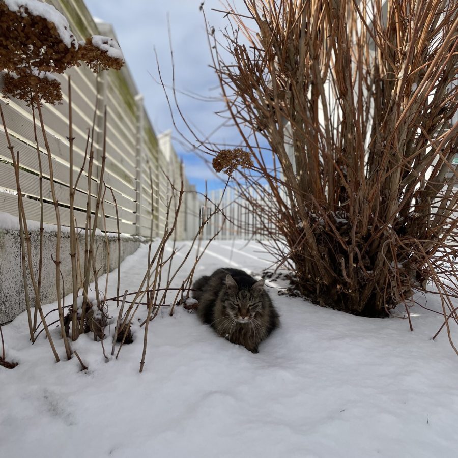 Wegbegleiter - Puzipave im Schnee